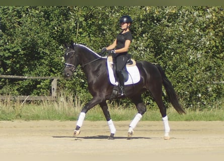 Westfale, Stute, 5 Jahre, 164 cm, Schwarzbrauner