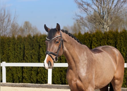 Westfale, Stute, 5 Jahre, 165 cm, Brauner