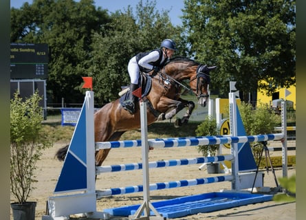 Westfale, Stute, 5 Jahre, 165 cm, Brauner