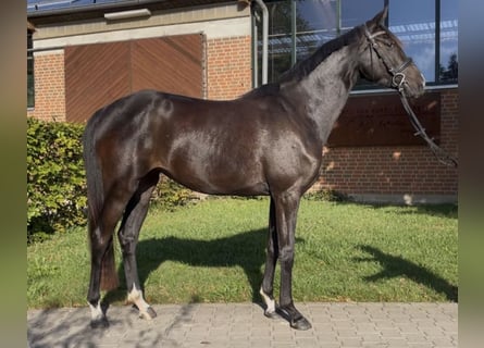 Westfale, Stute, 5 Jahre, 165 cm, Dunkelbrauner