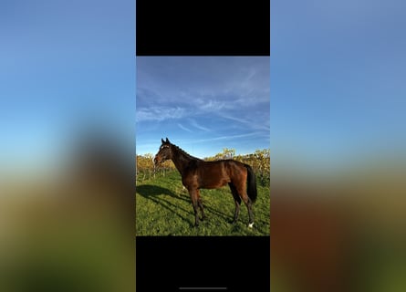 Westfale, Stute, 5 Jahre, 165 cm, Dunkelbrauner