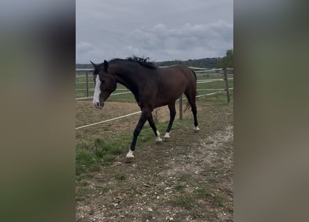 Westfale, Stute, 5 Jahre, 165 cm, Dunkelbrauner