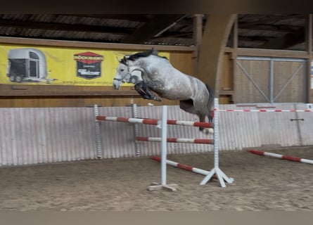 Westfale, Stute, 5 Jahre, 165 cm, Schimmel