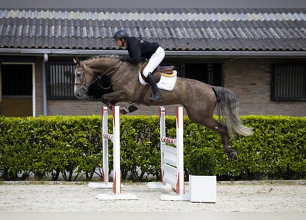 Westfale, Stute, 5 Jahre, 165 cm, Schimmel