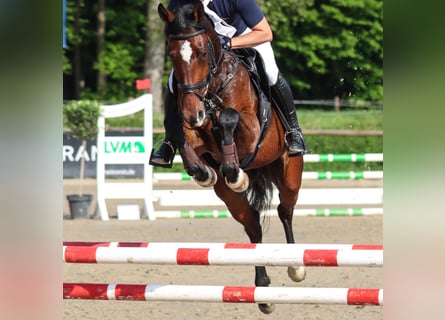 Westfale, Stute, 5 Jahre, 166 cm, Brauner