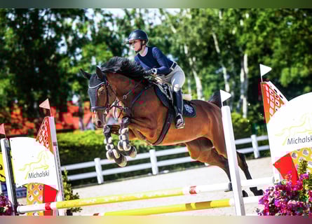 Westfale, Stute, 5 Jahre, 166 cm, Rotbrauner