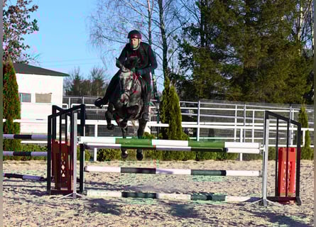 Westfale, Stute, 5 Jahre, 167 cm, Apfelschimmel