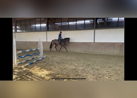 Westfale, Stute, 5 Jahre, 167 cm, Brauner