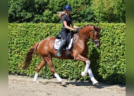 Westfale, Stute, 5 Jahre, 167 cm, Fuchs