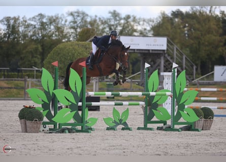 Westfale, Stute, 5 Jahre, 167 cm, Rotbrauner