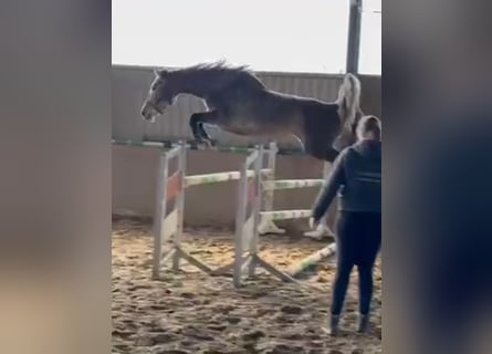 Westfale, Stute, 5 Jahre, 167 cm, Schimmel