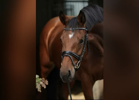 Westfale, Stute, 5 Jahre, 168 cm, Brauner