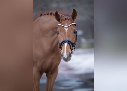 Westfale, Stute, 5 Jahre, 168 cm, Fuchs