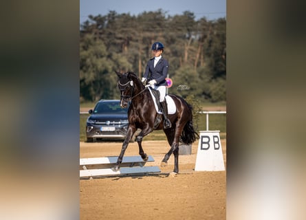 Westfale, Stute, 5 Jahre, 168 cm, Rappe