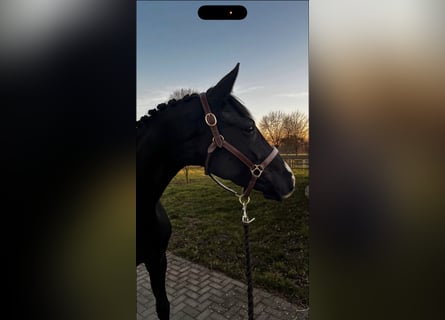 Westfale, Stute, 5 Jahre, 168 cm, Rappe