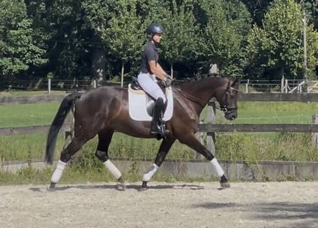 Westfale, Stute, 5 Jahre, 168 cm, Rappe