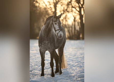 Westfale, Stute, 5 Jahre, 168 cm, Rappschimmel