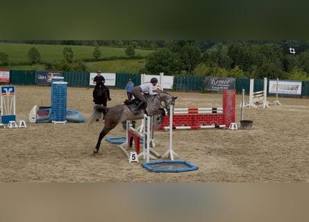 Westfale, Stute, 5 Jahre, 168 cm, Schimmel