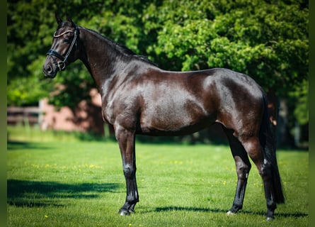 Westfale, Stute, 5 Jahre, 168 cm, Schwarzbrauner