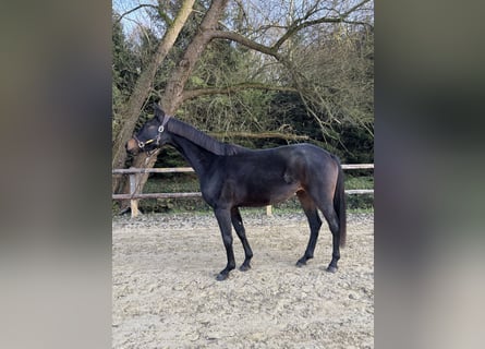 Westfale, Stute, 5 Jahre, 168 cm, Schwarzbrauner