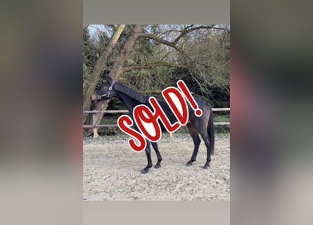 Westfale, Stute, 5 Jahre, 168 cm, Schwarzbrauner