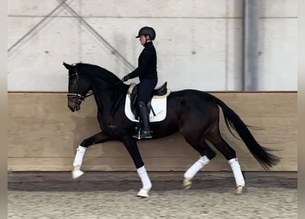 Westfale, Stute, 5 Jahre, 169 cm, Dunkelbrauner