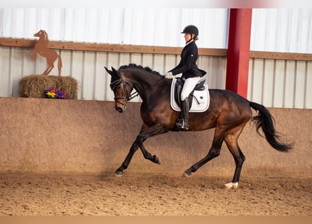 Westfale, Stute, 5 Jahre, 170 cm, Brauner