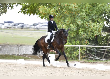 Westfale, Stute, 5 Jahre, 170 cm, Brauner