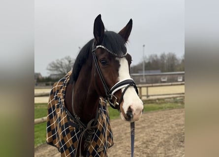 Westfale, Stute, 5 Jahre, 170 cm, Brauner