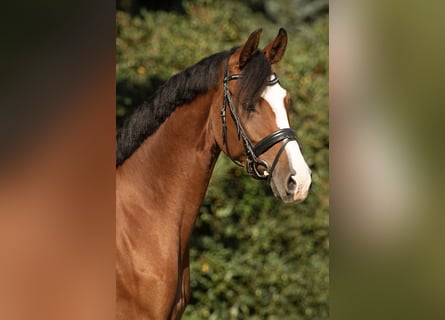 Westfale, Stute, 5 Jahre, 170 cm, Brauner