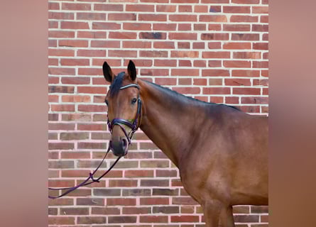 Westfale, Stute, 5 Jahre, 170 cm, Brauner