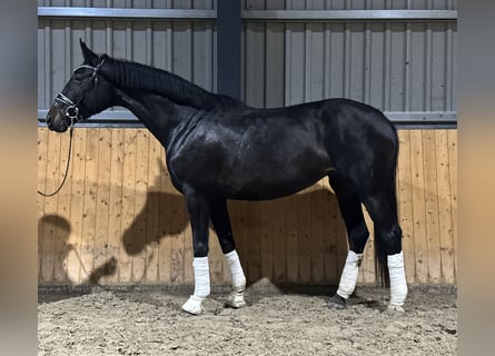 Westfale, Stute, 5 Jahre, 170 cm, Dunkelbrauner