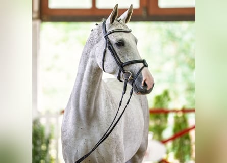 Westfale, Stute, 5 Jahre, 170 cm, Schimmel