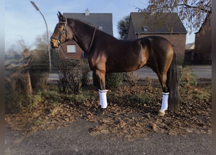 Westfale, Stute, 5 Jahre, 171 cm, Brauner