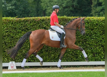 Westfale, Stute, 5 Jahre, 173 cm, Brauner