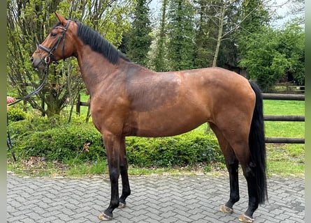 Westfale, Stute, 5 Jahre, 174 cm, Brauner