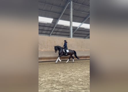 Westfale, Stute, 5 Jahre, 174 cm, Dunkelbrauner