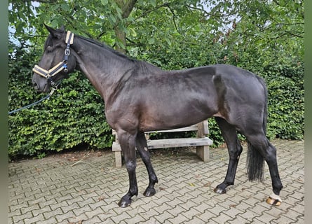 Westfale, Stute, 5 Jahre, 174 cm, Rappe