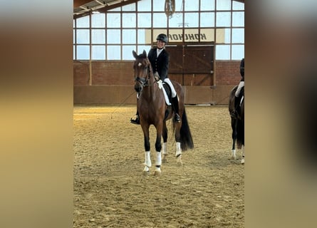Westfale, Stute, 5 Jahre, 176 cm, Dunkelbrauner