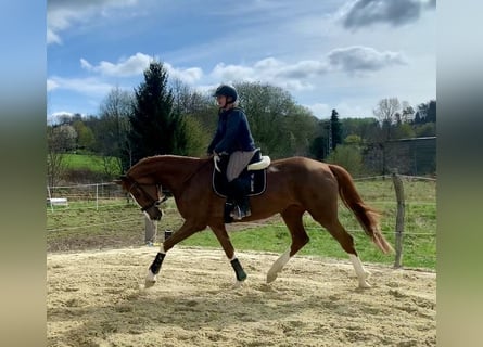 Westfale, Stute, 5 Jahre, 176 cm, Fuchs