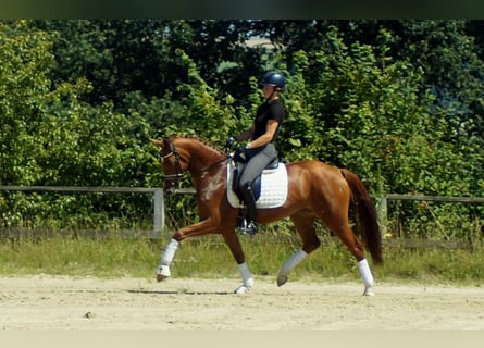 Westfale, Stute, 6 Jahre, 160 cm, Fuchs