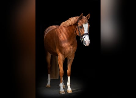 Westfale, Stute, 6 Jahre, 162 cm, Fuchs