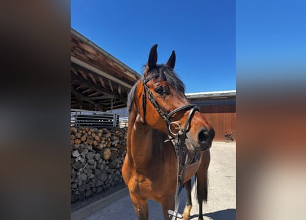Westfale, Stute, 6 Jahre, 164 cm, Brauner