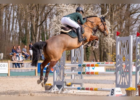 Westfale, Stute, 6 Jahre, 164 cm, Brauner