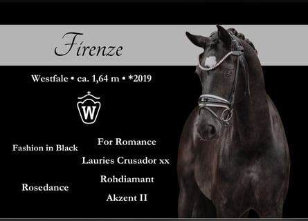 Westfale, Stute, 6 Jahre, 164 cm, Rappe