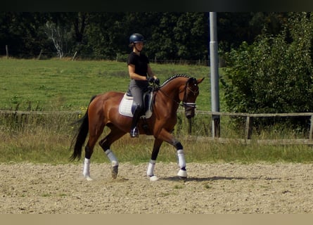 Westfale, Stute, 6 Jahre, 165 cm, Brauner