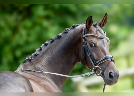 Westfale, Stute, 6 Jahre, 165 cm, Dunkelbrauner