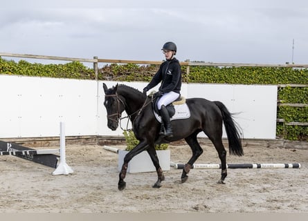 Westfale, Stute, 6 Jahre, 165 cm, Rappe