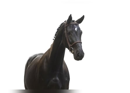 Westfale, Stute, 6 Jahre, 165 cm, Rappe