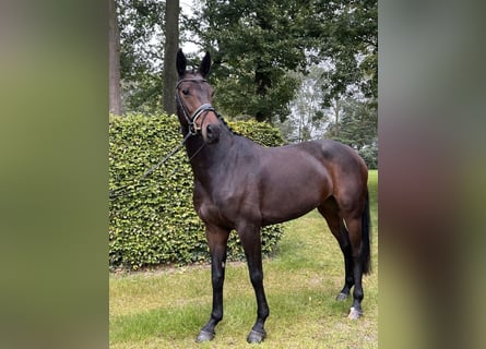 Westfale, Stute, 6 Jahre, 166 cm, Brauner